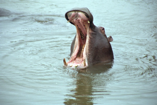 Hippo showing its teeth