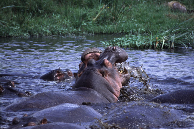 hippos fighting