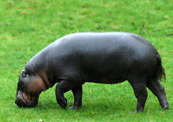 Pygmy Hippopotamus