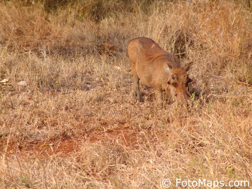 warthog