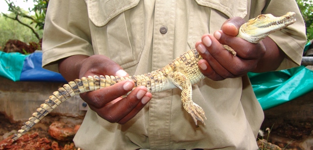 baby crocodile at the Crocodile Ranch at Victoria Falls
