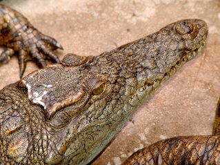 crocodile face closeup