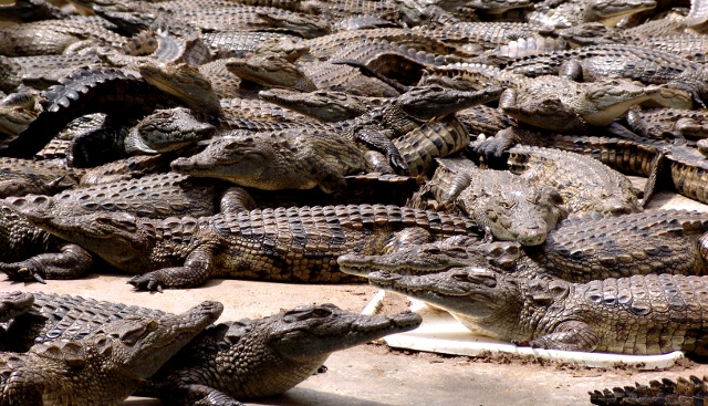 crocodiles basking in the sun