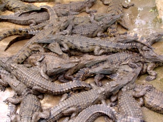 crocodiles in captivity
