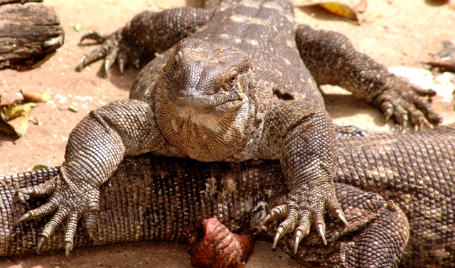 iguana at the Crocodile Ranch, Victoria Falls