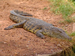 large crocodile