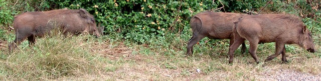 warthog on the side of the road at Victoria Falls, Zimbabwe
