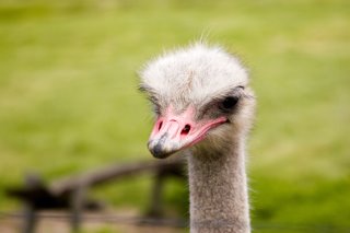 Ostritch in Cape Town