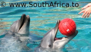 Dolphins playing at the PE Oceanarium