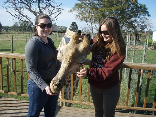 playing with a Giraffe