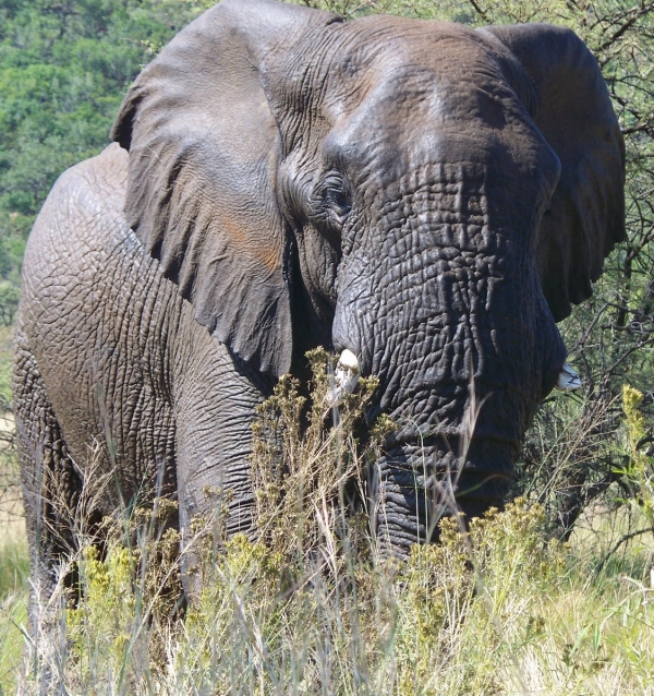photo of elephant taken from a few metres