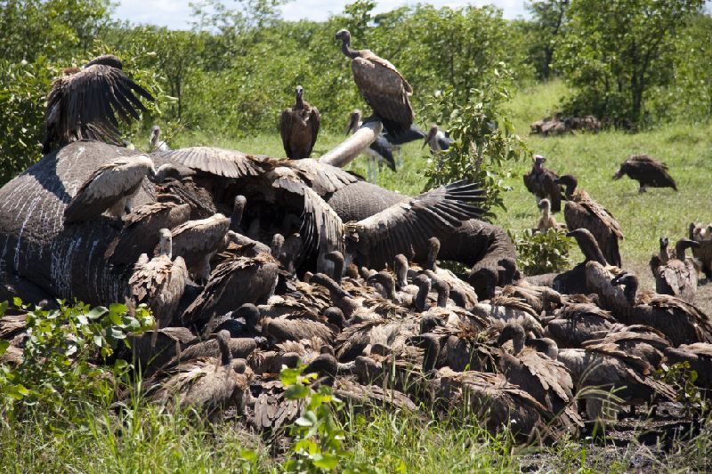 dead elephant and vultures feeding off it