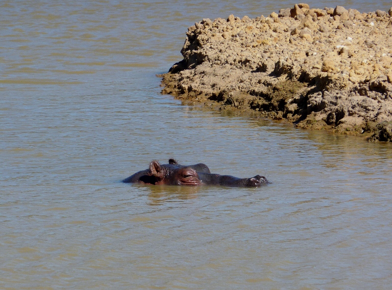 aquilahippo