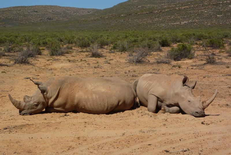 aquilarhinoback