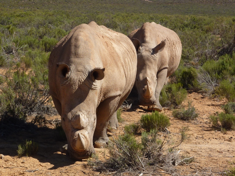 aquilarhino