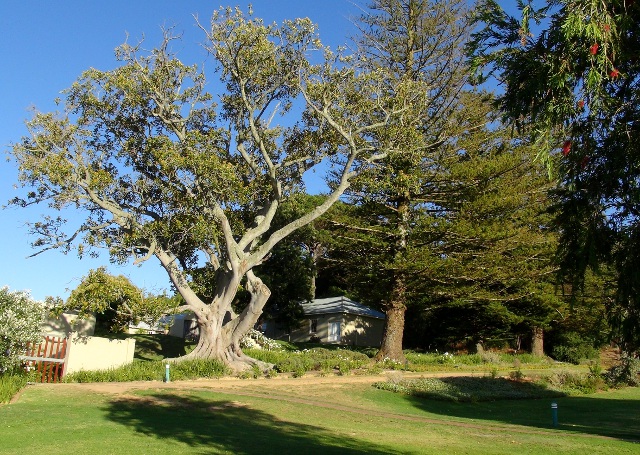 old tree at the entrance to the Caledon hot water baths