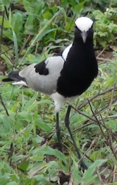Blacksmith Plover