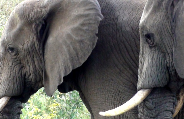 Timbavati elephant