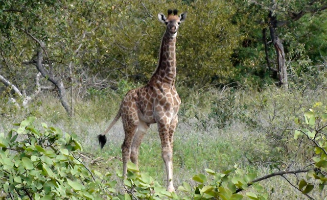 baby giraffe