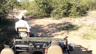 game drive at Simbavati