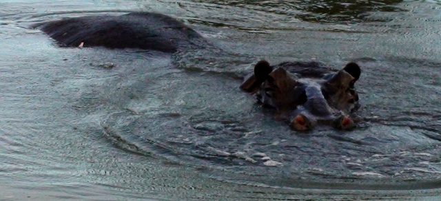 hippo surfacing at Timbavati Nature Reserve