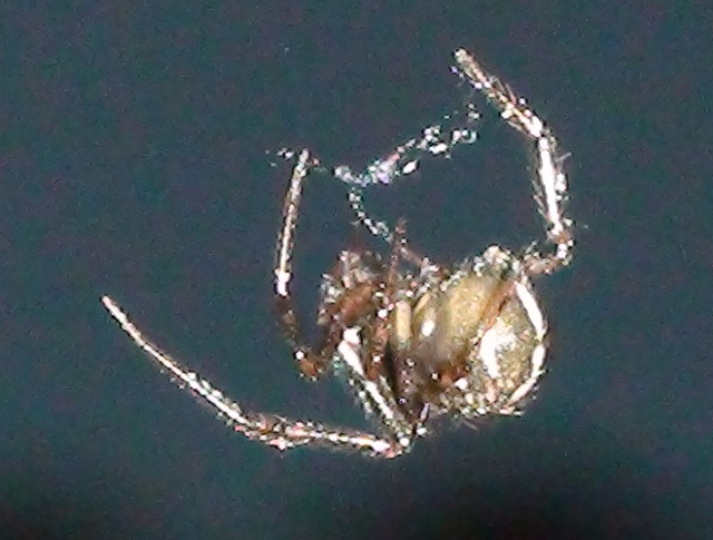 spider near Simbavati River Lodge