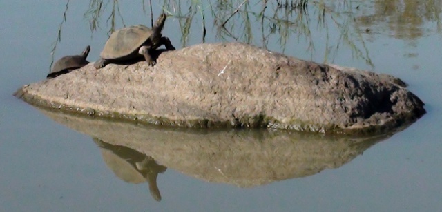 turtles basking in the sun