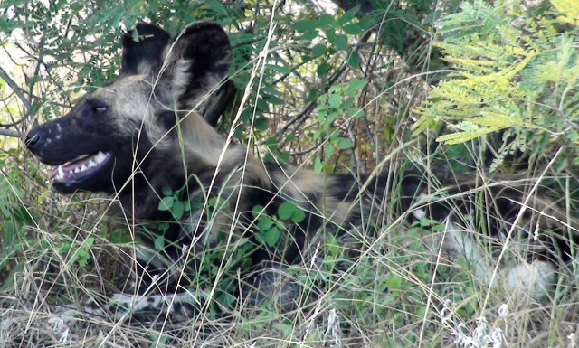 wild dog