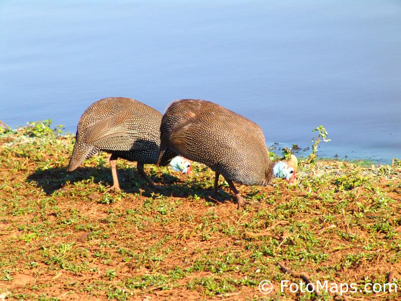 helmeted guineafowl