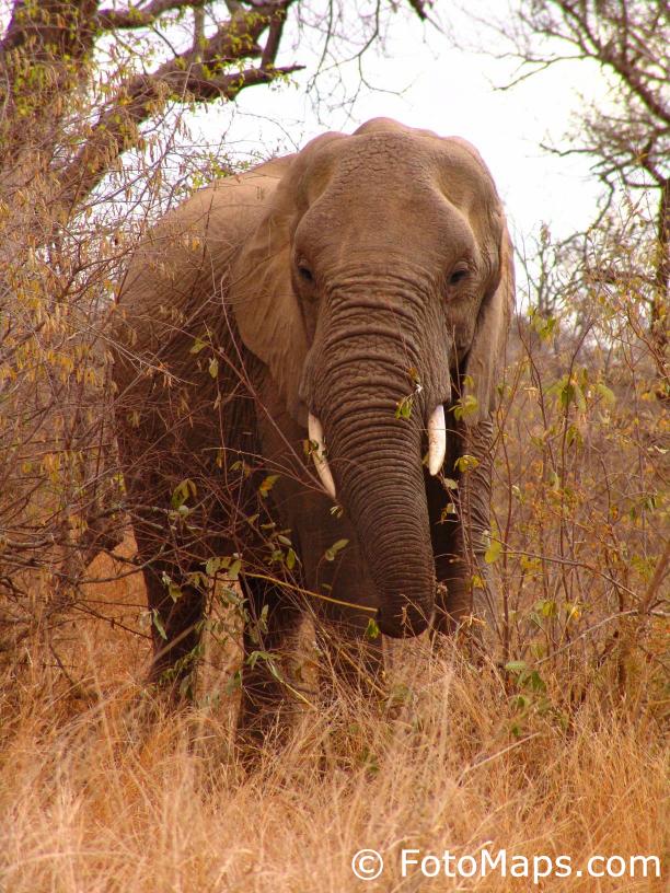 african bull elephant