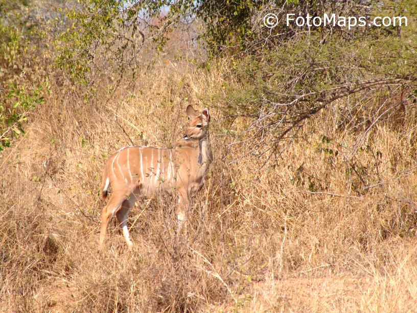 Bushbuck in the Kruger National Park