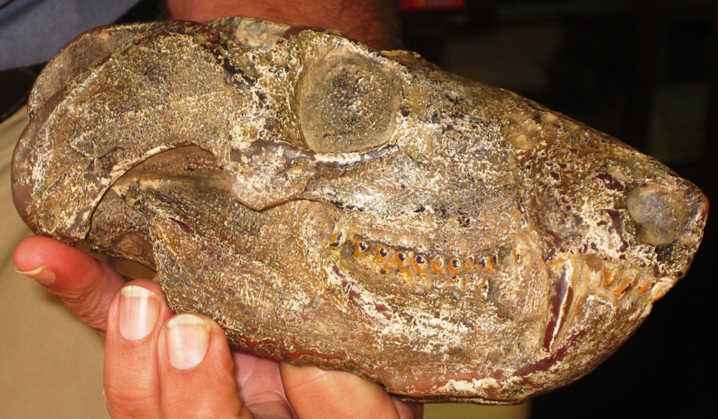 fossilised skull in Clarens