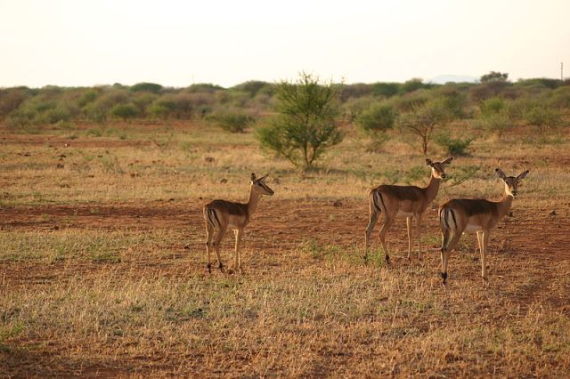 Group of Impalas