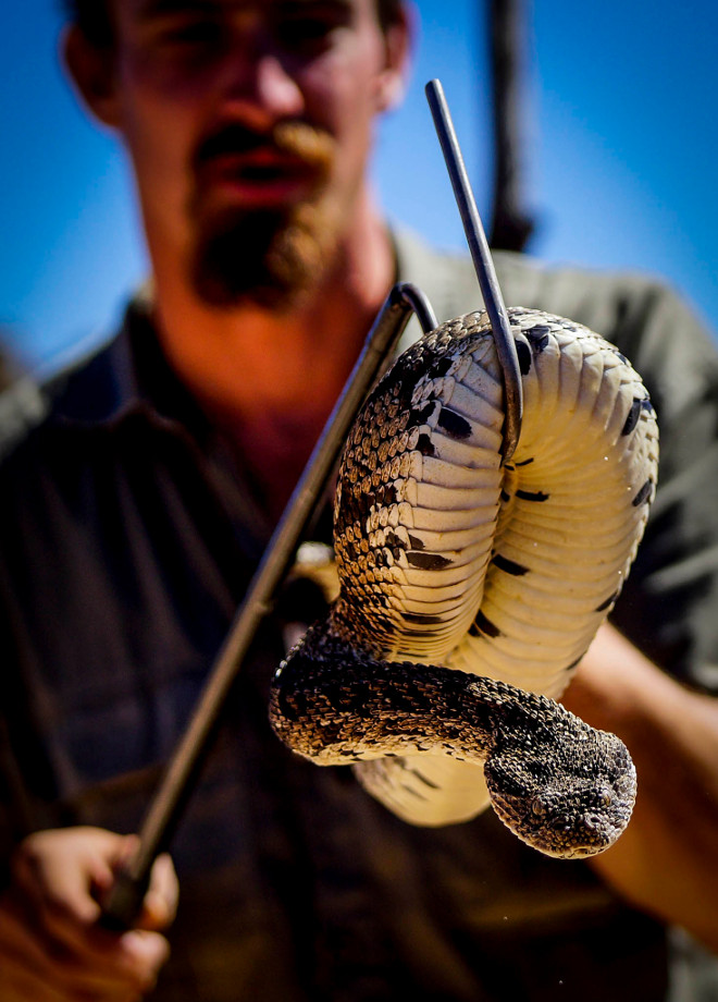 Puff Adder being held in the air