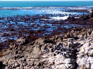 Bettys Bay penguin colony -rocks & sea