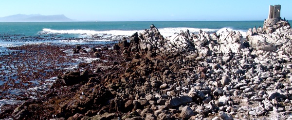 Stony Point penguins