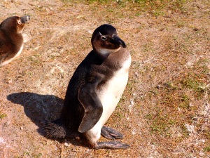 penguin at the colony in Bettys Bay