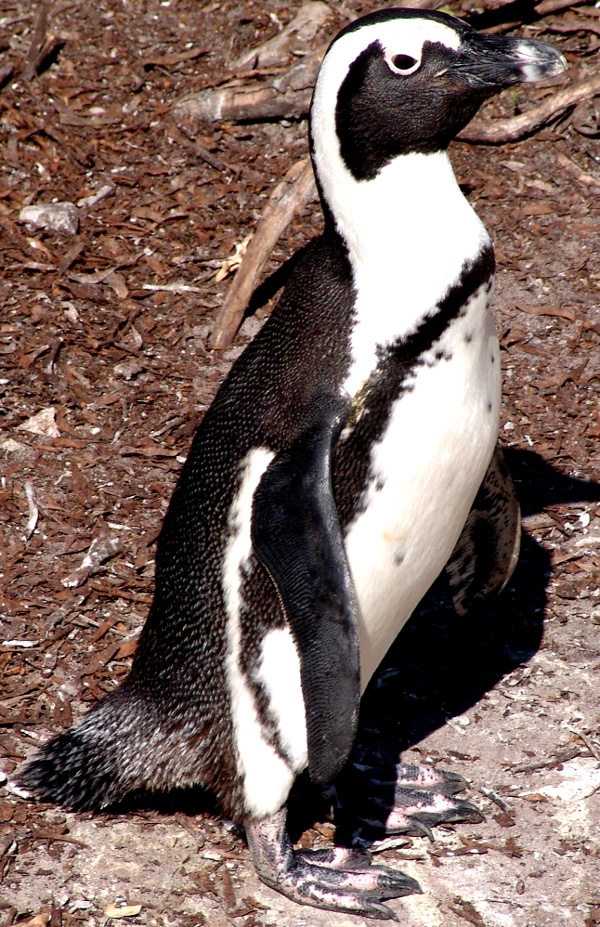 penguin at the Bettys Bay colony near Cape Town