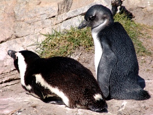baby penguin with its parent