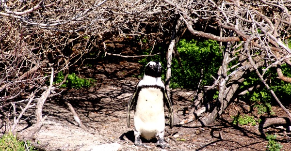 welcome to the Bettys Bay penguin colony