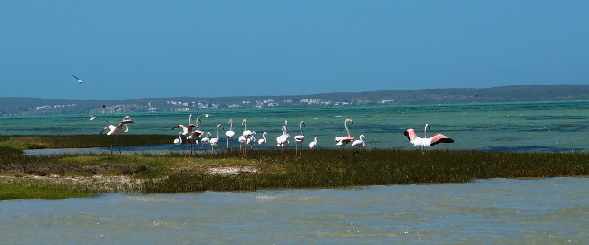 flamingoes in Langebaan