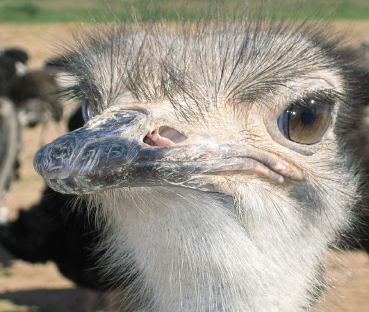 Ostritch head