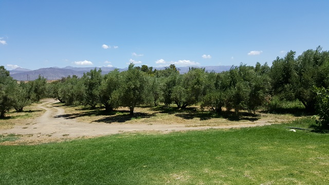 Olive trees at 'O is for Olive'