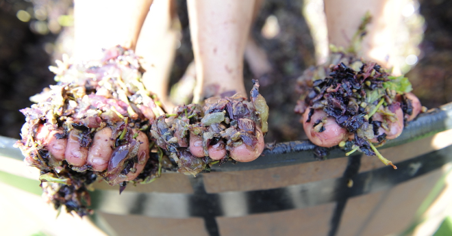 rosyntjietone on Excelsior Wine Farm