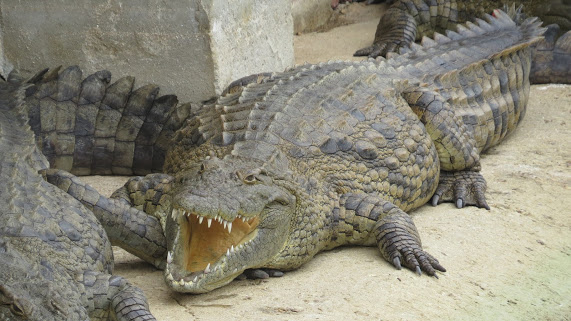 Le Bonheur Crocodile Farm near Franschhoek