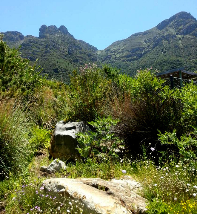 Kirstenbosch Botanical Garden