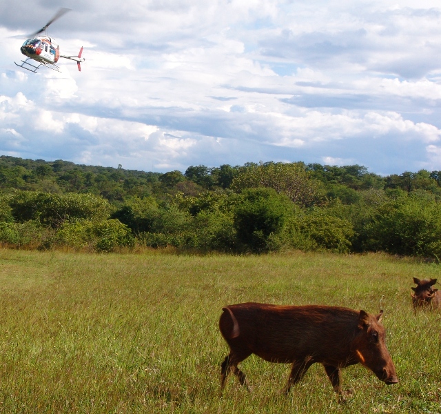 Zambezi helicopters landing with a warthog in the foreground