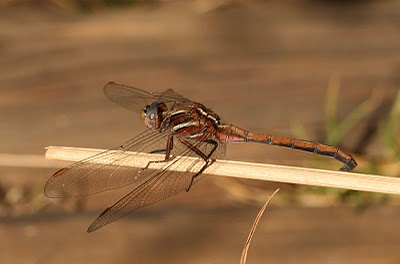 Orthetrum Caffru,the Two Striped Skimmer