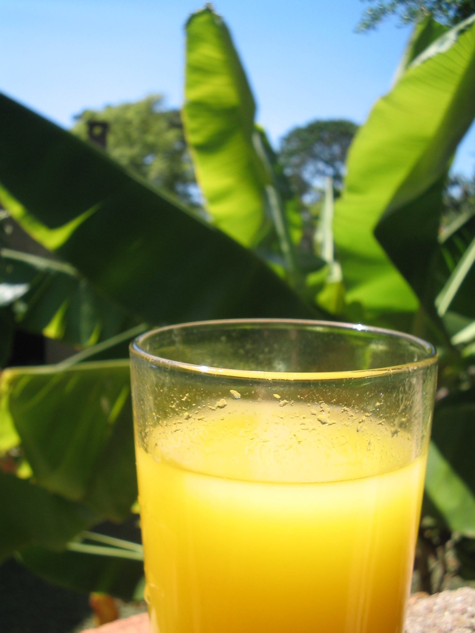 mango juice